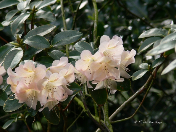 Bois des Moutiers (115) mai 2012